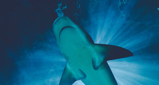 Sharks (202?)