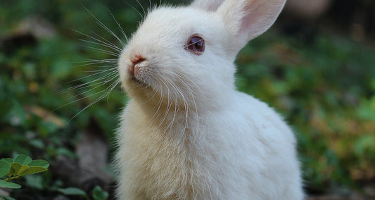 Run Rabbit Run (2023)