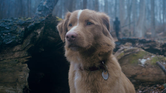 Good Boy (2025)