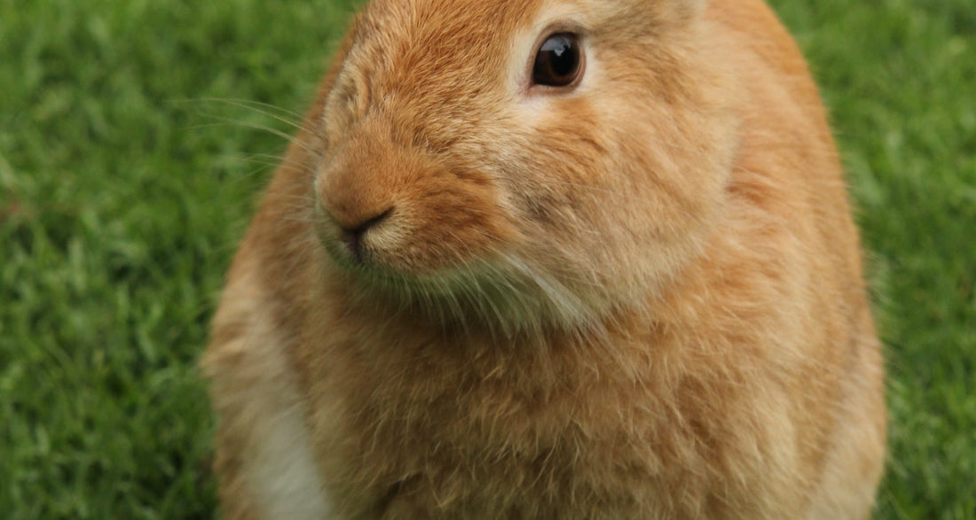 Happy Easter!