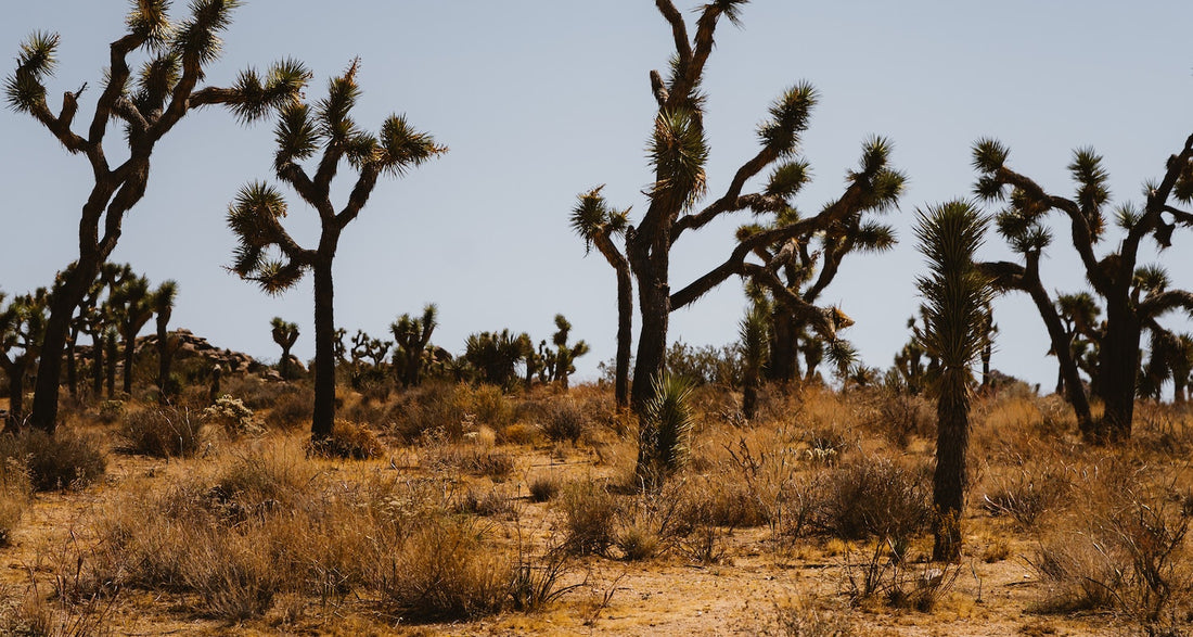 Horror in the High Desert 2: Minerva (2023)