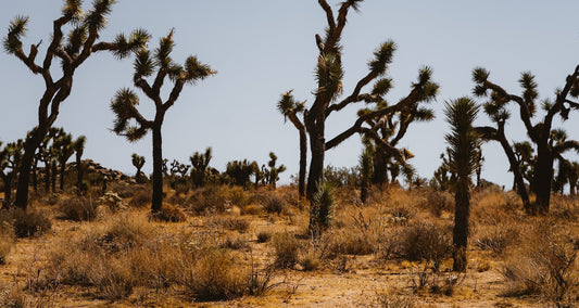 Horror in the High Desert 2: Minerva (2023)