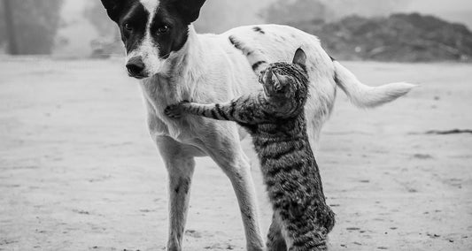 A Humane Society (Another HoM original short story)