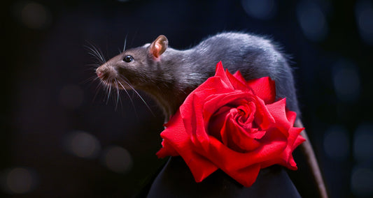 Rat Race (Another HoM original short story)