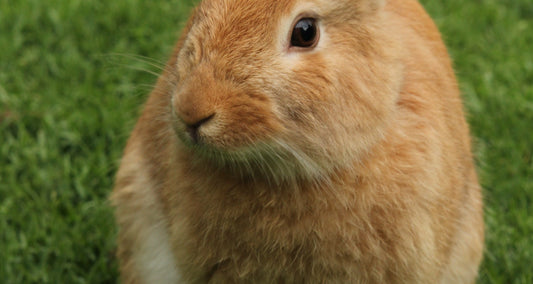 Happy Easter!